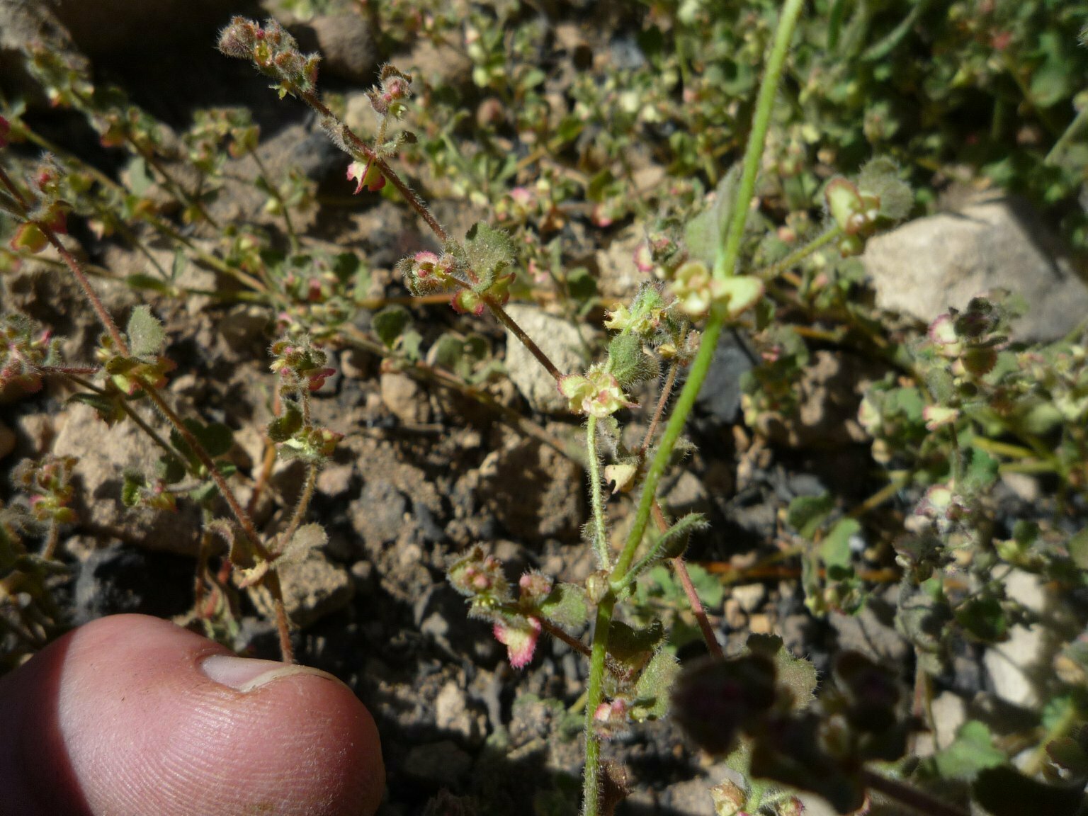 High Resolution Pterostegia drymarioides Fruit